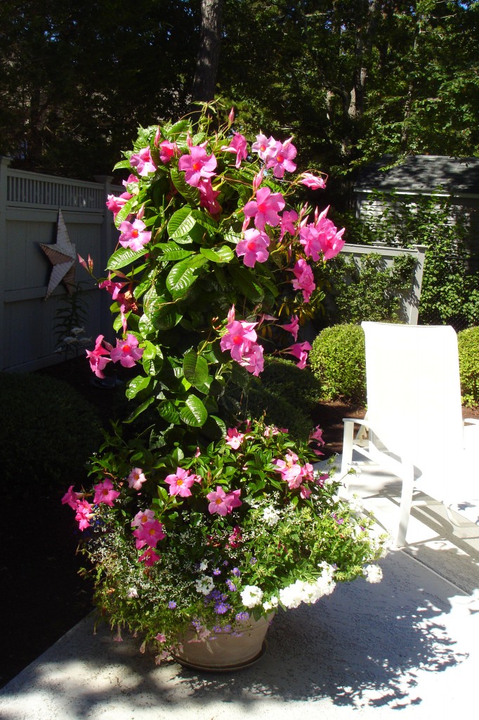 bushtree 019