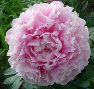 sarah2peony